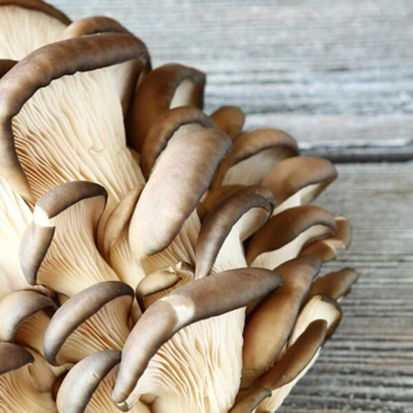 Букова кладница, една от основните съставки в продуктите Defendyl-Imunoglucan.