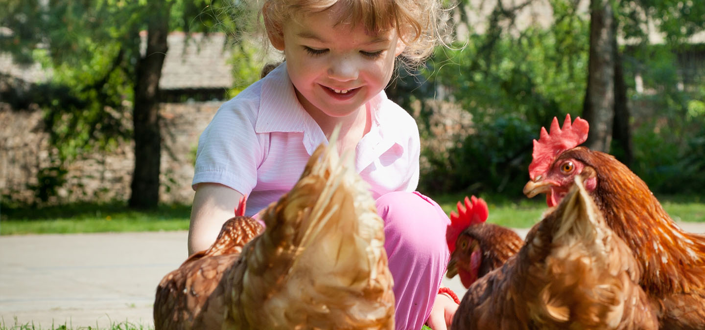 Момичето храни пилетата.
